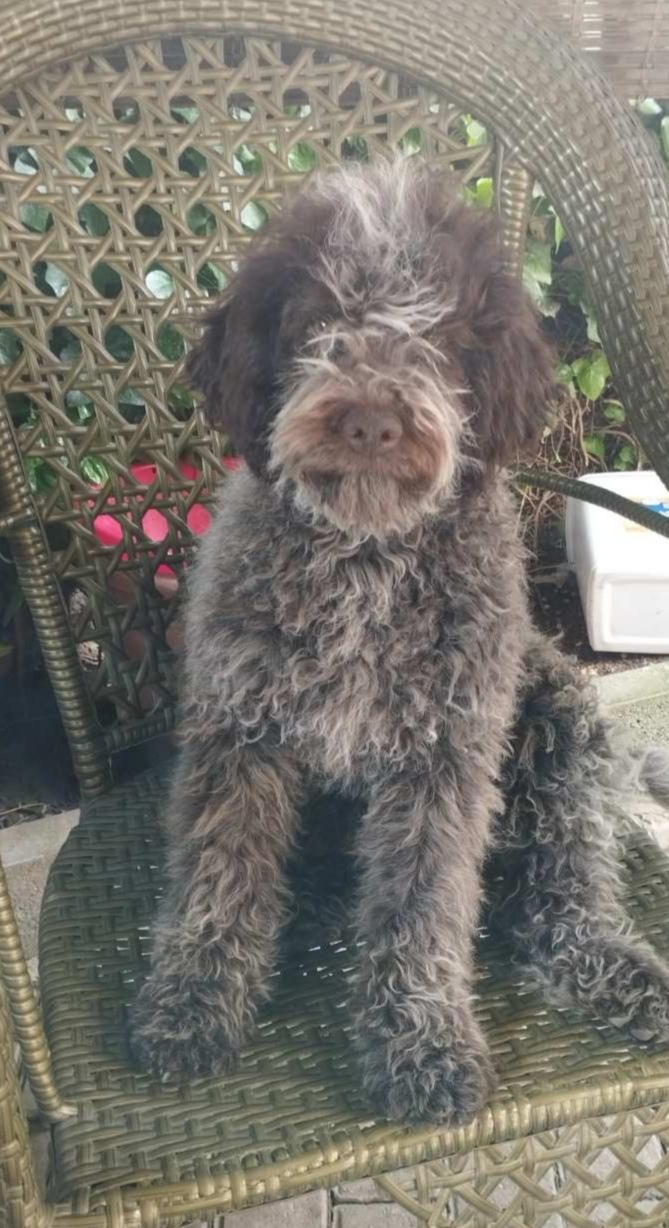 Oglas Lagotto Romagnolo Tenci A Kalo Oglasnik