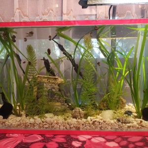 Akvarij kocka, 44 litre