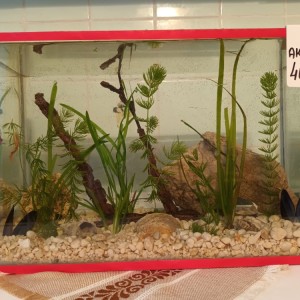 Akvarij kocka, 44 litre