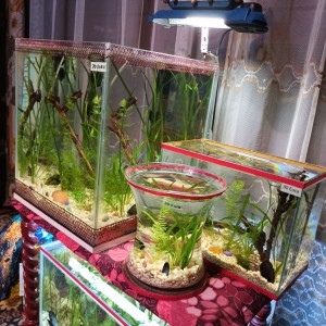 Akvarij kocka, 44 litre