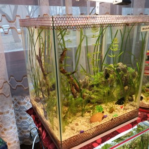Akvarij kocka, 44 litre