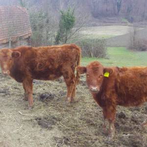 Krave i telad angus