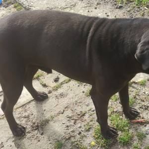 Udomljava se Rex shar-pei