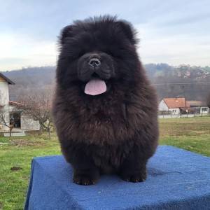 Čau Čau Chow Chow Štenci