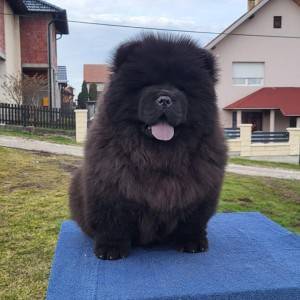 Čau Čau Chow Chow Štenci