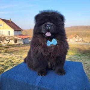 Čau Čau Chow Chow Štenci