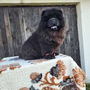 Čau Čau Chow Chow Štenci
