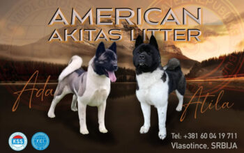 Američka Akita