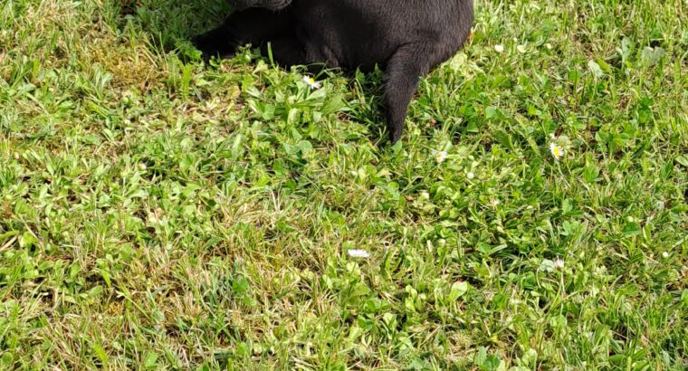 Cane Corso Kane Korso štenci