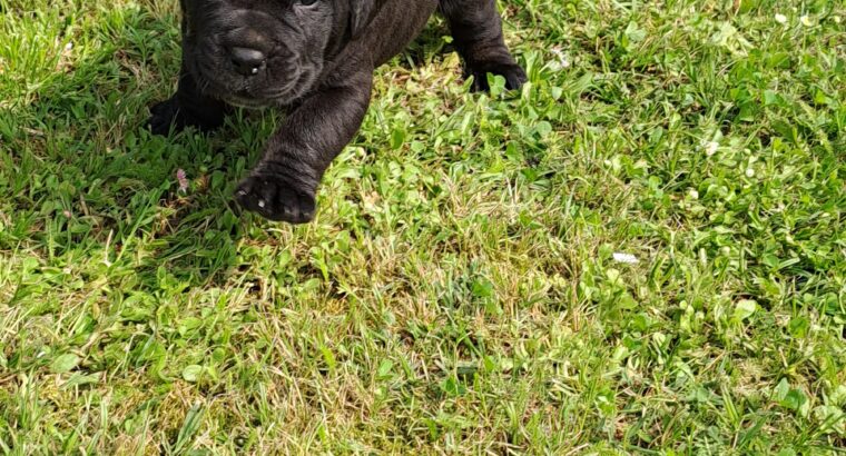 Cane Corso Kane Korso štenci