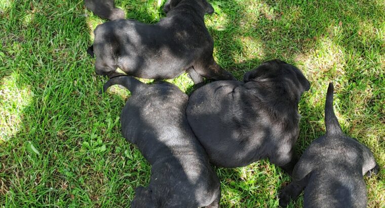 Cane Corso Kane Korso štenci