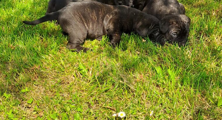 Cane Corso Kane Korso štenci