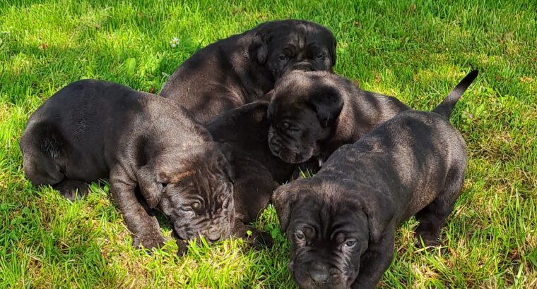 Cane Corso Kane Korso štenci