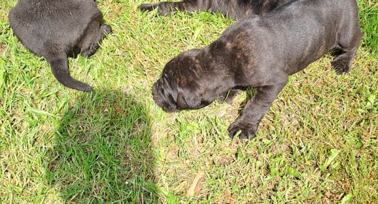 Cane Corso Kane Korso štenci