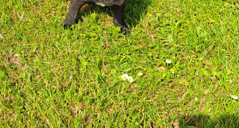 Cane Corso Kane Korso štenci