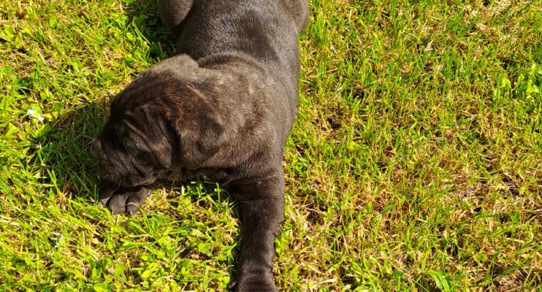 Cane Corso Kane Korso štenci