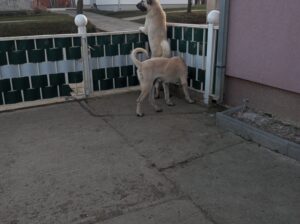 Turski kangal stenici