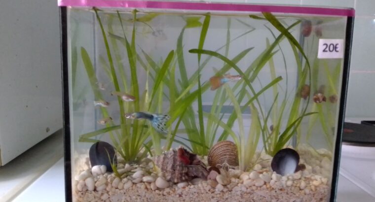 Akvari viseći sa ribicama