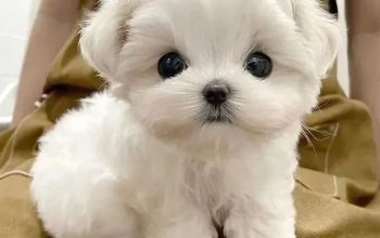 Beautiful Maltese puppies