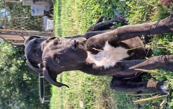 Cane Corso štenci