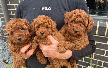 Beautiful toy poodle puppies