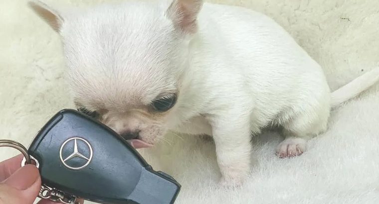 Chihuahua puppies for adoption