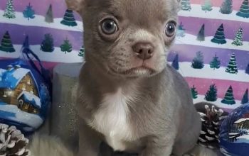 Chihuahua puppies for adoption