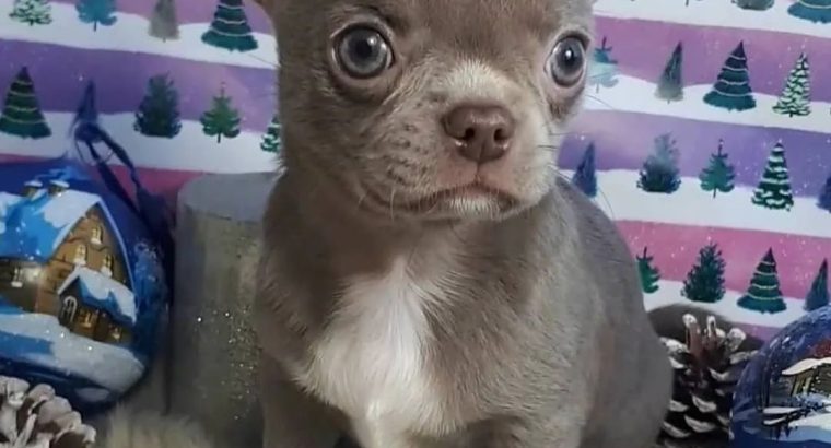 Chihuahua puppies for adoption