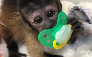 Zdrava beba kapucin majmuna za brižne domove-