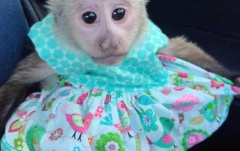 inteligentna beba kapucin majmuna za ljubavne domove-
