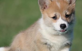 Velski korgi/Welsh Corgi Pembroke