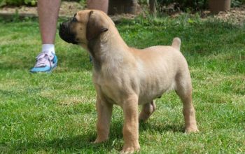 Boerboel Južnoafrički mastif stenci