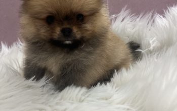 Pomeranac BOO medvedići