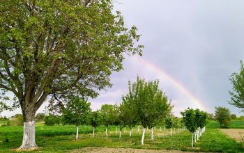 Velika nekretnina s velikim vrtom i modernom kućom