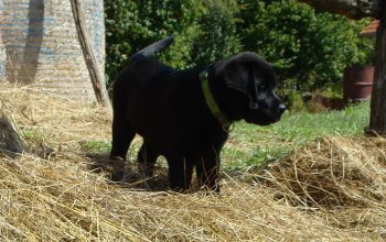 Labrador retriver štenci