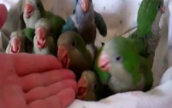 Monk Parakeet (Quaker Parakeet), traži nove domove