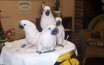 Umbrella Cockatoo papige (treba hitno novi dom)