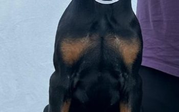 Doberman prelepi štenci