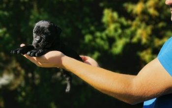 Cane Corso Kane Korso TOP KVALITET