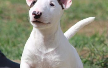 Mini Bull Terijer prelepi štenci