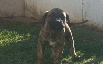 Presa Canario prelepi štenci