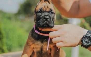 Cane Corso VRHUNSKI štenci