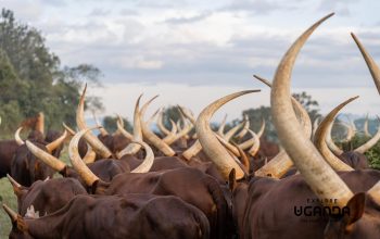 Livestock Trade | Ankole Breed For Sale | Ankole cattle in South Africa for Sale +27631501216