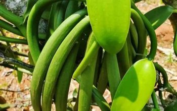 African Vanilla Exporters and Importers – Vanilla Beans Sellers in Croatia +27631501216