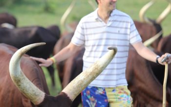 Buy Ankole Cattle, Ankole Cattles Suppliers in South Africa +27631501216 By migrating down the Nile