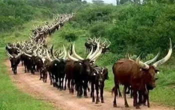 Livestock Trade | Ankole Breed For Sale | Ankole cattle in South Africa for Sale +27631501216