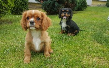 CAVALIER KING CHARLES ŠPANIEL štenci, moguća dostava, pomoć u odgoju i školovanju