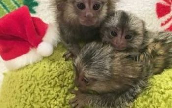 Adorable healthy marmoset monkey