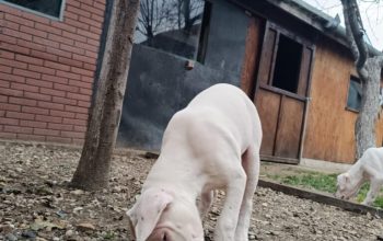 Dogo argentino štenci