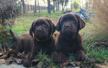 Labrador retriver čokoladni štenci na prodaju